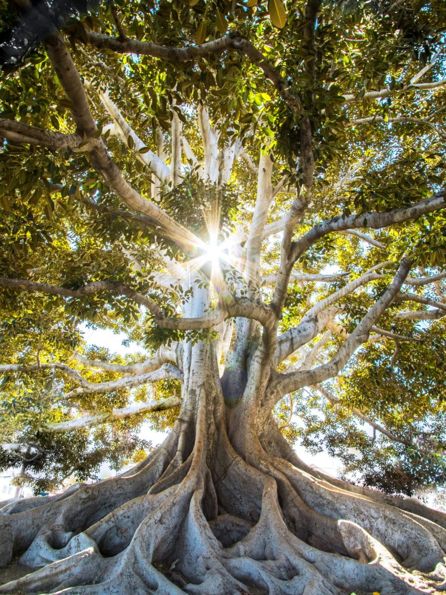 Photo of a large tree with intertwined roots and branches and bright sunlight shining through